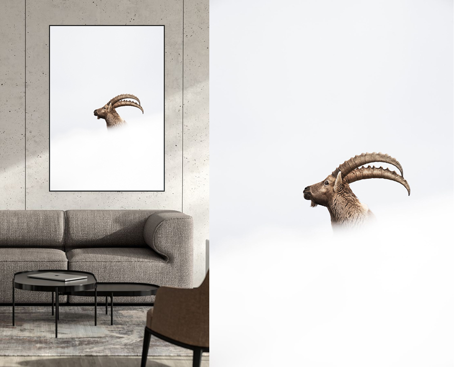 Mathieu Morel Photographe print tirage bouquetin suisse neige